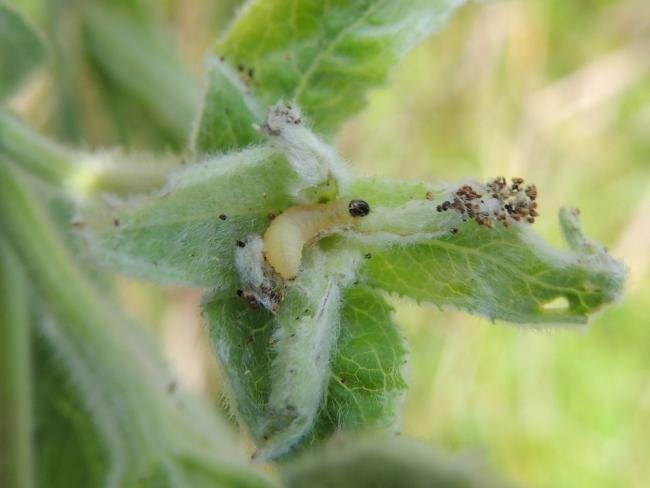 Mompha epilobiella, larval. Saltholme, 07-07-2023. Copyright Ed Pritchard.