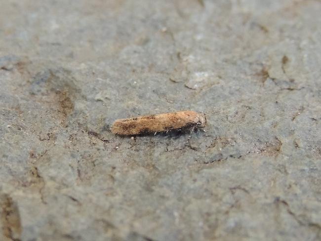 Mompha epilobiella, adult. Saltholme, 29-01-2023. Copyright Ed Pritchard.
