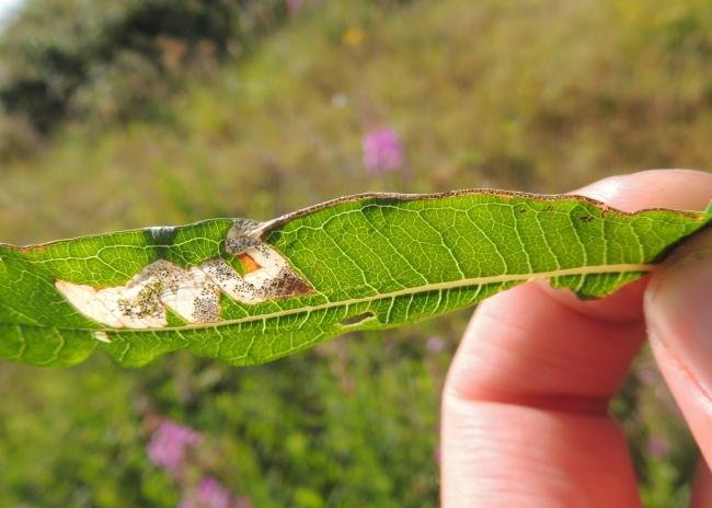 Mompha raschkiella, mine. Saltholme, 11-07-2022. Copyright Ed Pritchard.