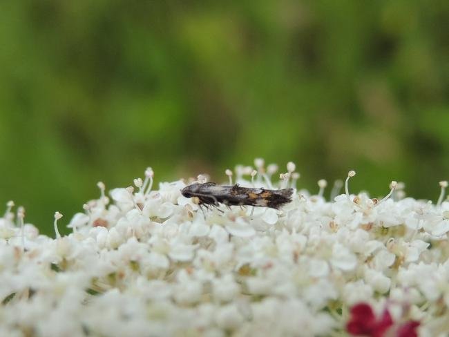 Mompha raschkiella, adult. Saltholme, 14-07-2020. Copyright Ed Pritchard.