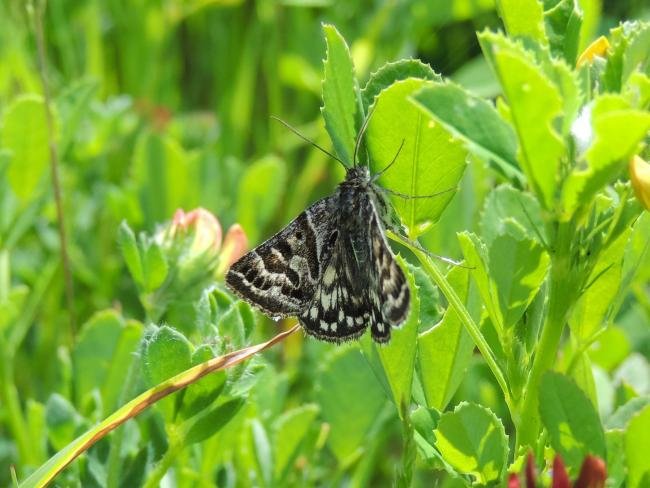 Mother Shipton (Callistege mi), adult. Saltholme, 02-06-2022. Copyright Ed Pritchard.