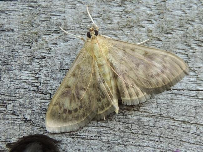 Mother of Pearl (Patania ruralis), adult. Stockton, 21-06-2023. Copyright Ed Pritchard.