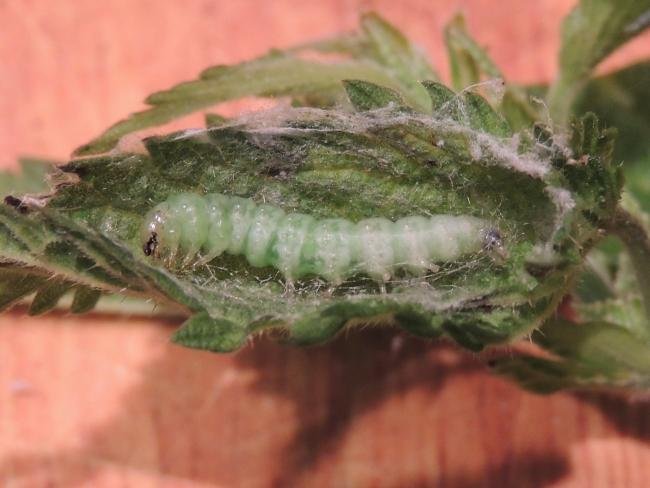 Mother of Pearl (Patania ruralis), larval. Stockton, 03-06-2023. Copyright Ed Pritchard.