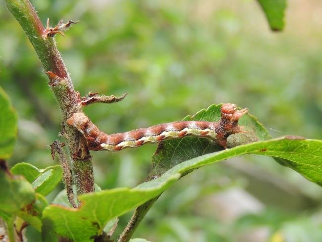Mottled Umber (Erannis defoliaria), larval. Saltholme, 18-06-2023. Copyright Ed Pritchard.