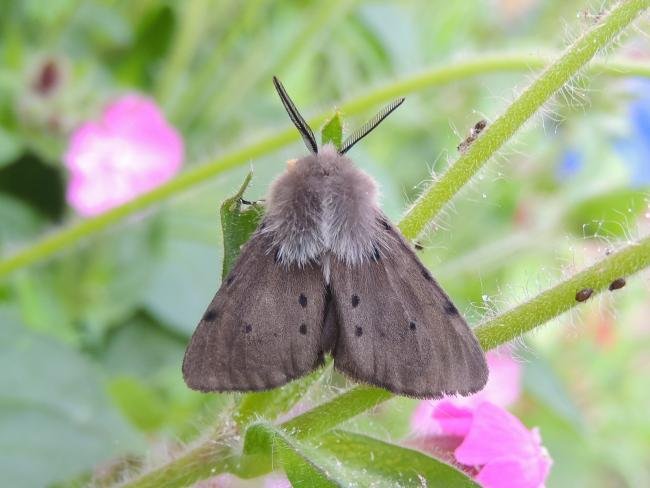 Muslin Moth (Diaphora mendica), adult, male. Stockton, 12-05-2024. Copyright Ed Pritchard.