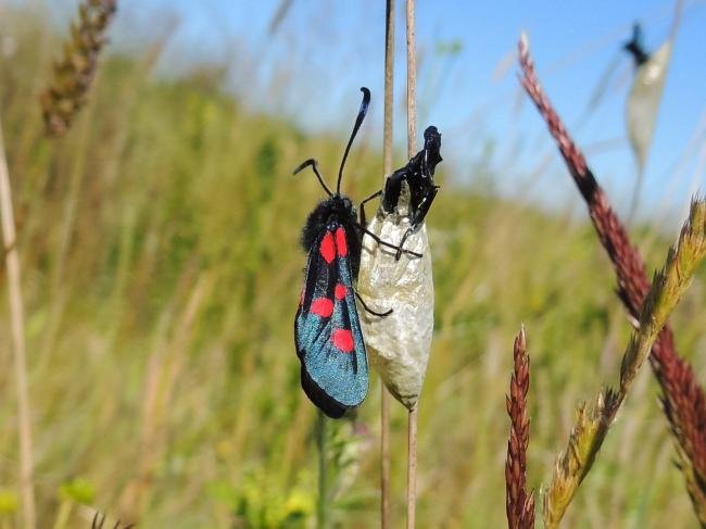 Narrow-bordered Five-spot Burnet (Zygaena lonicerae), adult. Saltholme, 27-06-2019. Copyright Ed Pritchard.