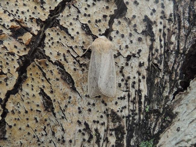 Obscure Wainscot (Leucania obsoleta), adult. Stockton, 14-06-2020. Copyright Ed Pritchard.