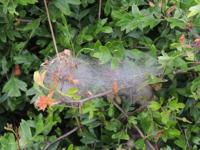 Orchard Ermine (Yponomeuta padella), larval web. Saltholme, 15-05-2024. Copyright Ed Pritchard.
