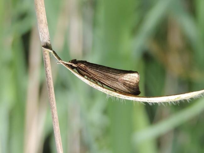 Orthotelia sparganella, adult. Saltholme, 09-07-2023. Copyright Ed Pritchard.