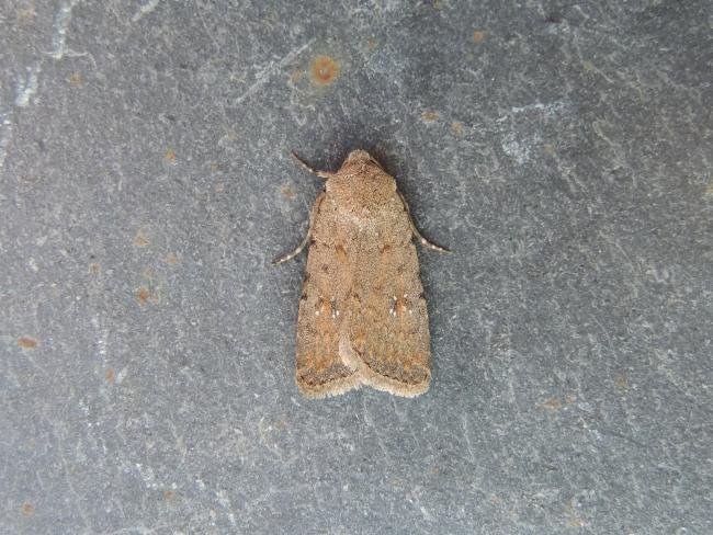 Pale Mottled Willow (Caradrina clavipalpis), adult. Stockton, 30-06-2019. Copyright Ed Pritchard.