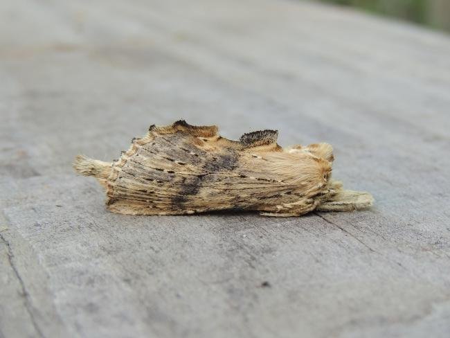 Pale Prominent (Pterostoma palpina), adult. Stockton, 04-08-2021. Copyright Ed Pritchard.