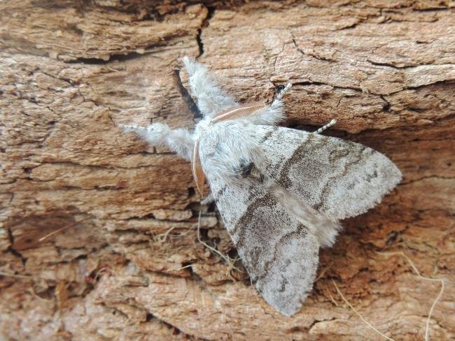 Pale Tussock (Calliteara pudibunda), adult, male. Stockton, 20-05-2020. Copyright Ed Pritchard.