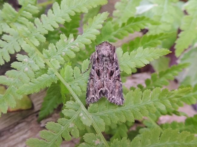 Pale-shouldered Brocade (Lacanobia thalassina), adult. Stockton, 05-06-2023. Copyright Ed Pritchard.