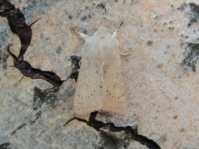 Powdered Quaker (Orthosia gracilis), adult. Saltholme, 10-04-2019. Copyright Ed Pritchard.