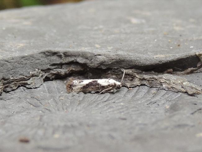 Ash Bud Moth (Prays fraxinella), adult. Stockton, 09-09-2023. Copyright Ed Pritchard.