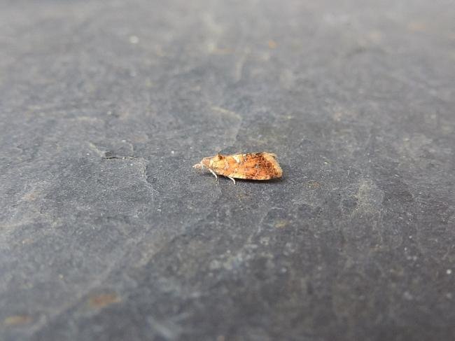 Pseudargyrotoza conwagana, adult. Stockton, 17-06-2022. Copyright Ed Pritchard.