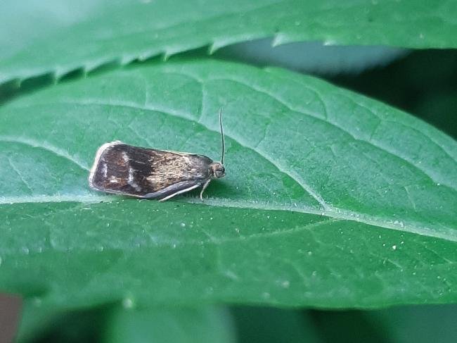Ptycholoma lecheana, adult. 03-06-2022. Copyright Ed Pritchard.