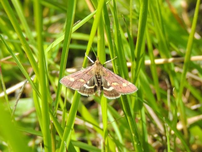 Pyrausta purpuralis, adult. Saltholme, 23-05-2023. Copyright Ed Pritchard.