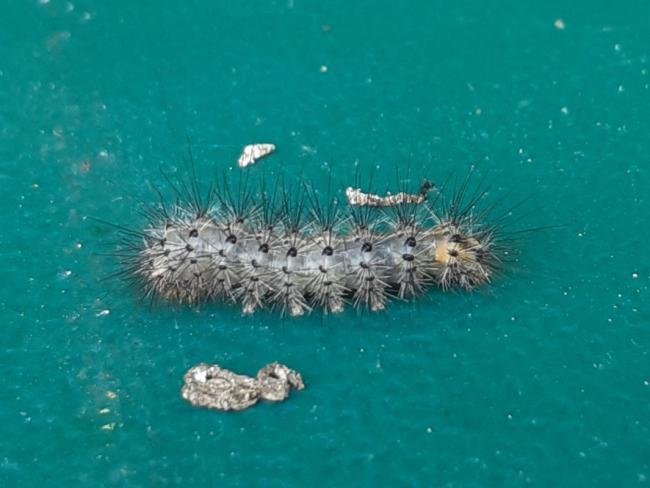 Ruby Tiger (Phragmatobia fuliginosa), larval. Saltholme, 05-07-2022. Copyright Ed Pritchard.