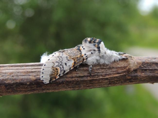 Sallow Kitten (Furcula furcula), adult. Saltholme, 23-06-2019. Copyright Ed Pritchard.