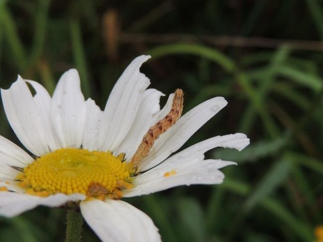 Satyr Pug (Eupithecia satyrata), larval. Saltholme, 12-09-2023. Copyright Ed Pritchard.