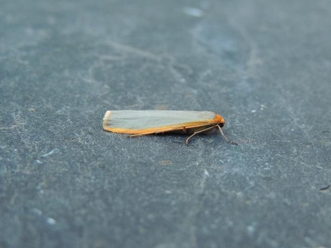 Scarce Footman (Eilema complana), adult. Stockton, 15-07-2018. Copyright Ed Pritchard.