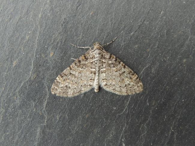 Seraphim (Lobophora halterata), adult. Stockton, 02-05-2022. Copyright Ed Pritchard.