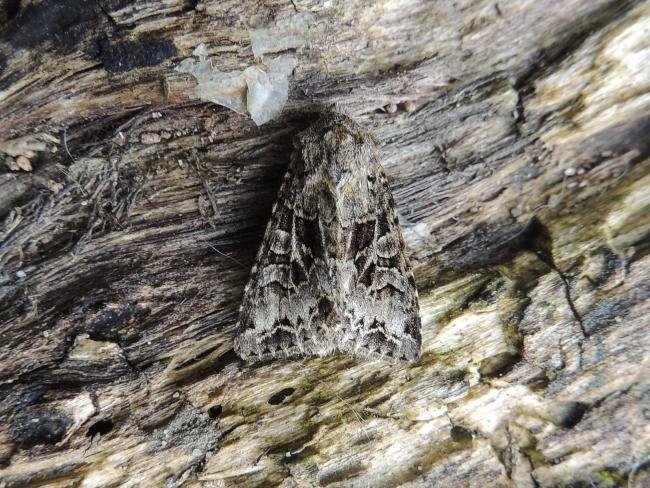 Shears (Hada plebeja), adult. Stockton, 05-06-2023. Copyright Ed Pritchard.