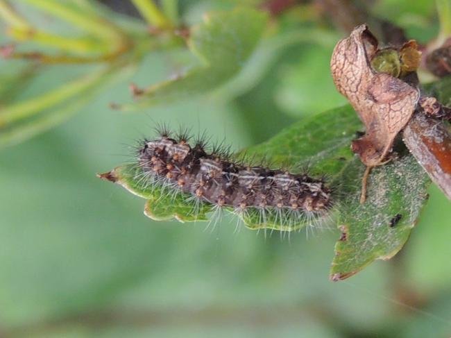 Short-cloaked Moth (Nola cucullatella), larval. Waldridge Fell, 18-05-2023. Copyright Ed Pritchard.