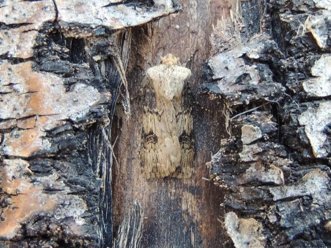 Shuttle-shaped Dart (Agrotis puta), adult. Saltholme, 31-07-2020. Copyright Ed Pritchard.