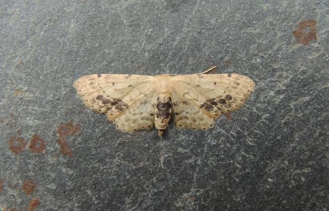 Single-dotted Wave (Idaea dimidiata), adult. Saltholme, 04-08-2019. Copyright Ed Pritchard.