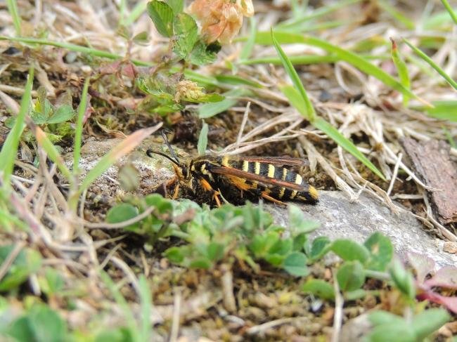 Six-belted Clearwing (Bembecia ichneumoniformis), adult. Saltholme, 28-06-2022. Copyright Ed Pritchard.