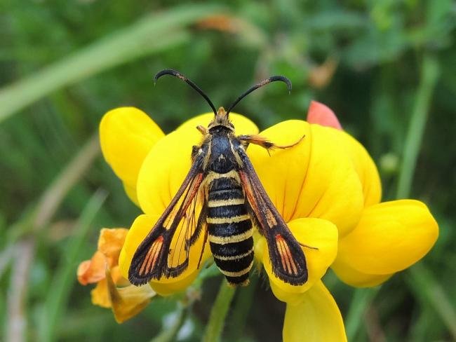 Six-belted Clearwing (Bembecia ichneumoniformis), adult. Saltholme, 28-06-2022. Copyright Ed Pritchard.
