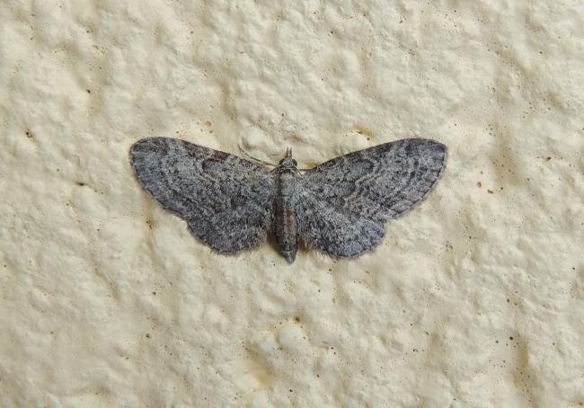 Slender Pug (Eupithecia tenuiata), adult. Saltholme, 07-07-2023. Copyright Ed Pritchard.