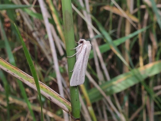 Southern Wainscot (Mythimna straminea), adult. Saltholme, 12-08-2021. Copyright Ed Pritchard.