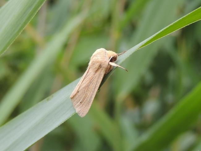 Southern Wainscot (Mythimna straminea), adult. Saltholme, 16-07-2023. Copyright Ed Pritchard.