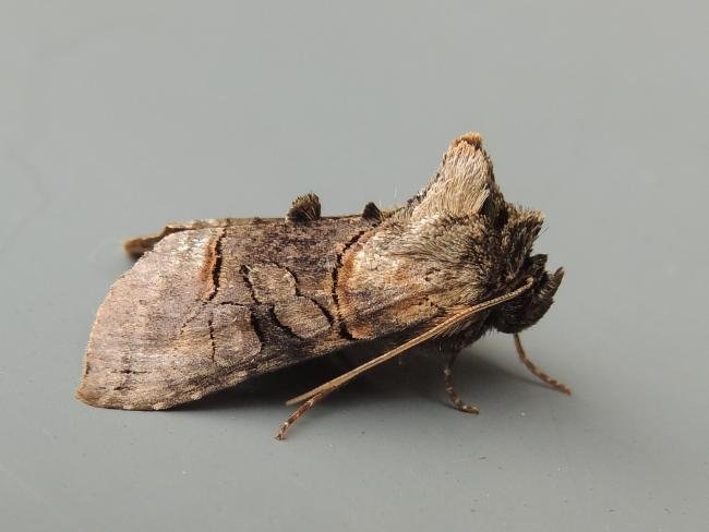 Spectacle (Abrostola tripartita), adult. Saltholme, 22-08-2018. Copyright Ed Pritchard.