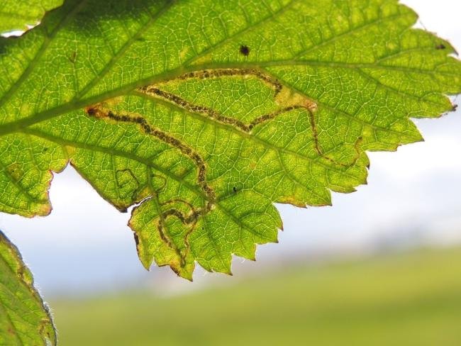 Stigmella aurella, mine. Saltholme, 30-05-2022. Copyright Ed Pritchard.
