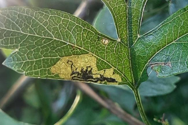 Stigmella hybnerella, mine. 22-08-2023. Copyright Ed Pritchard.