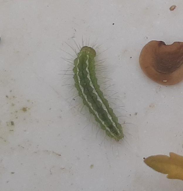 Straw Dot (Rivula sericealis), larval. Saltholme, 12-07-2022. Copyright Ed Pritchard.