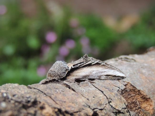 Swallow Prominent (Pheosia tremula), adult. Stockton, 21-05-2023. Copyright Ed Pritchard.