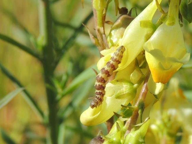 Toadflax Pug (Eupithecia linariata), larval. Saltholme, 10-07-2023. Copyright Ed Pritchard.
