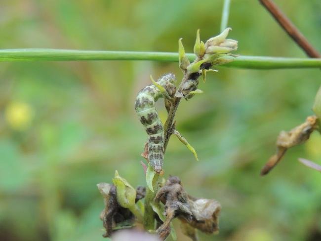 Toadflax Pug (Eupithecia linariata), larval. Saltholme, 03-08-2023. Copyright Ed Pritchard.