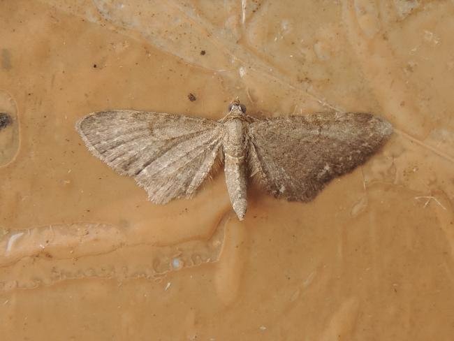 Valerian Pug (Eupithecia valerianata), adult. Stockton, 24-06-2022. Copyright Ed Pritchard.