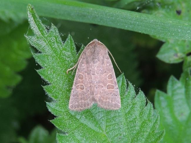Vine's Rustic (Hoplodrina ambigua), adult. Saltholme, 07-09-2023. Copyright Ed Pritchard.