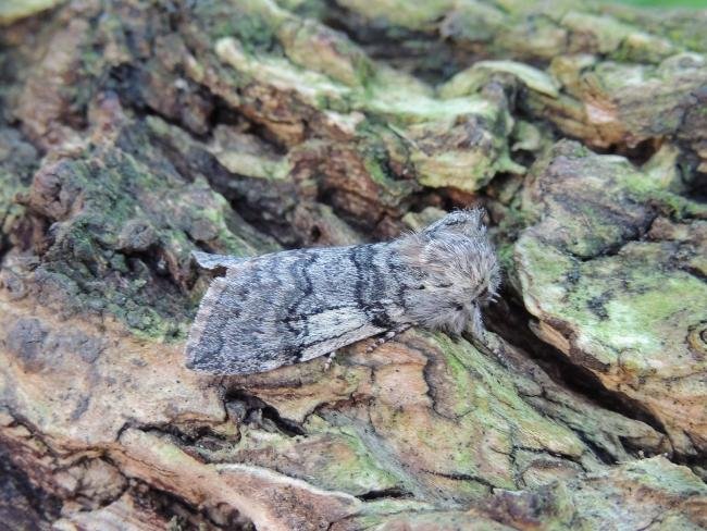 Yellow Horned (Achlya flavicornis), adult. Saltholme, 26-03-2018. Copyright Ed Pritchard.