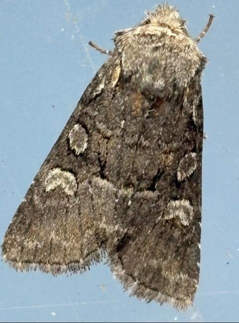 Minor Shoulder-knot (Brachylomia viminalis), adult. Consett, 15-08-2025. Copyright Ian Waller.