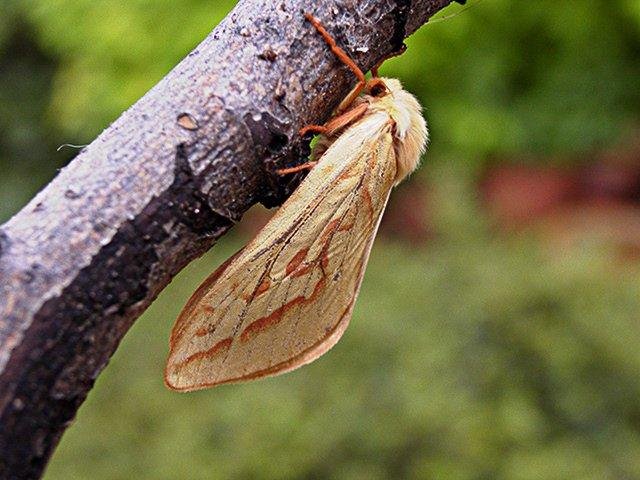 Ghost Moth (Hepialus humuli), adult, female. Taken outside Durham. Copyright Keith Dover.