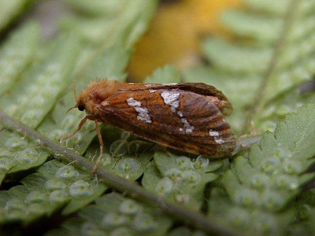 Gold Swift (Phymatopus hecta), adult. Copyright Keith Dover.