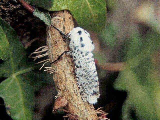 Leopard Moth (Zeuzera pyrina), adult. Copyright Keith Dover.